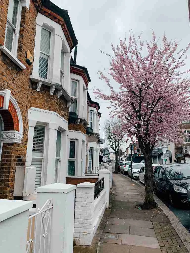 a typical London street with a beautiful Cherry Tree in bloom