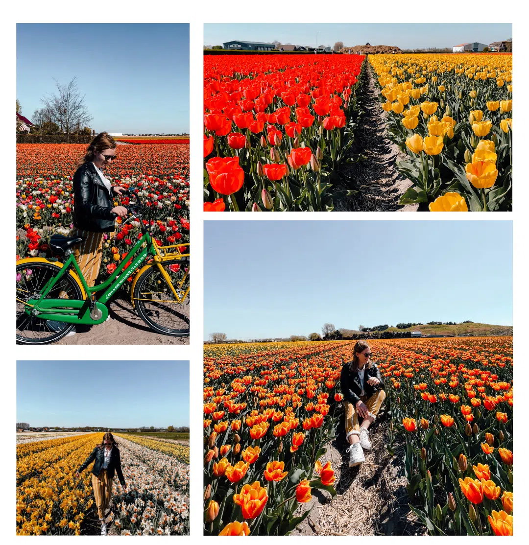 a collage of photos of a girl biking around the tulip fields in the Netherlands 