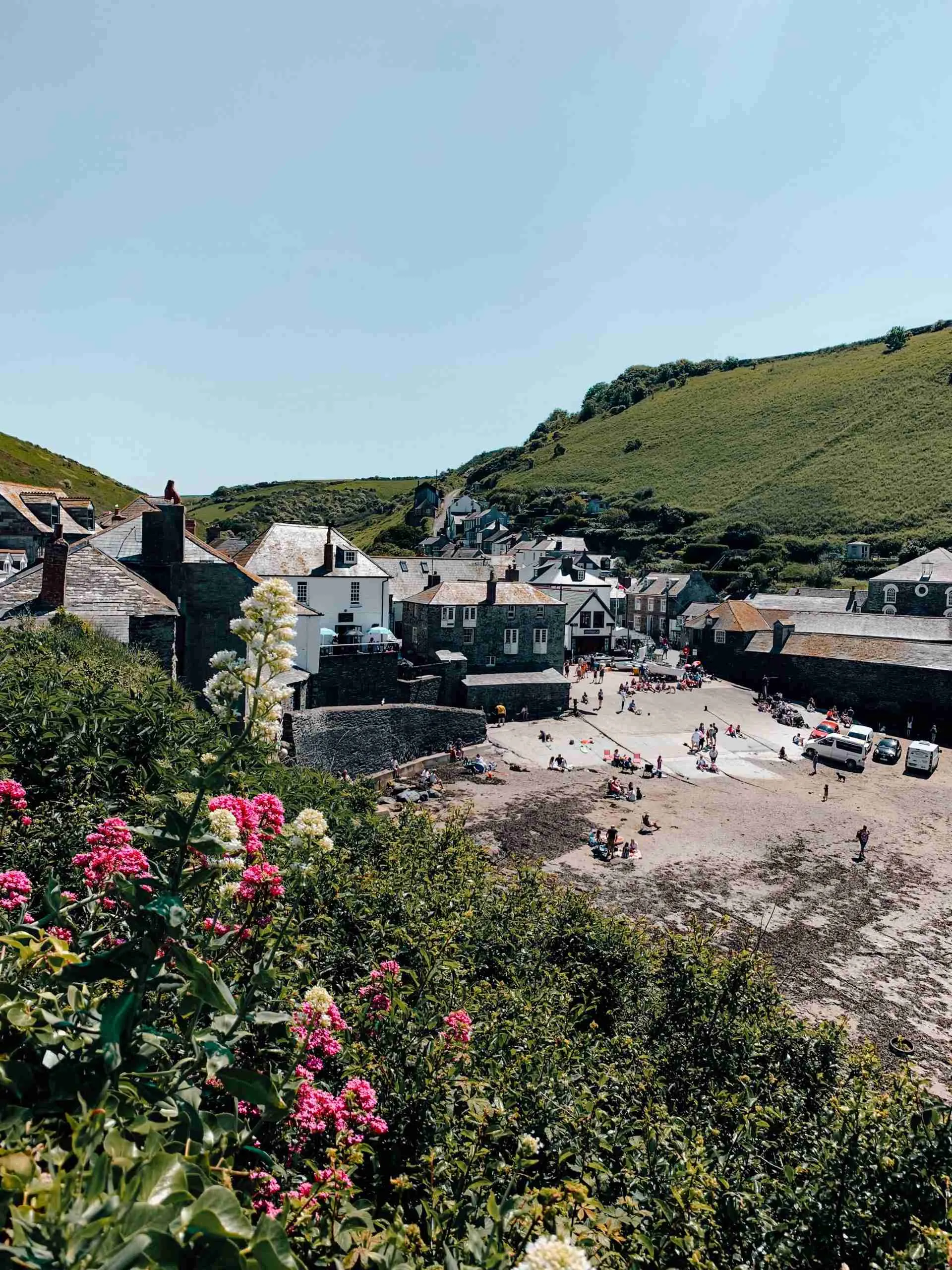 View overlooking the beach in Port Isaac, Cornwall. In the foreground that are clusters of pink flowers and beyond the town there are rolling green hills