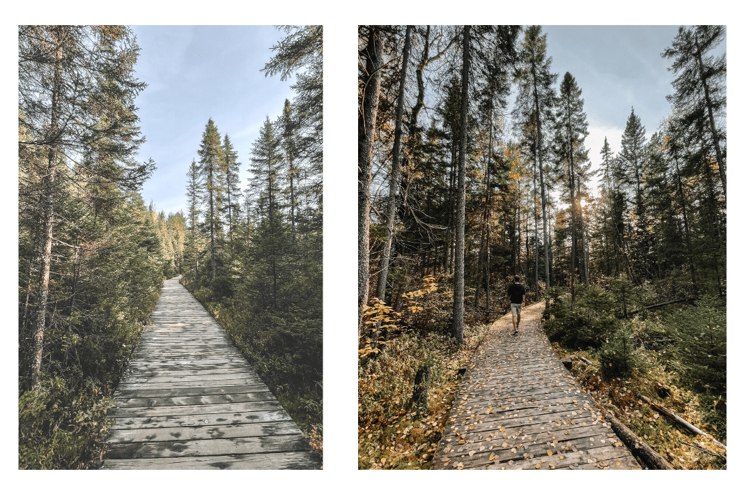 Photos of the boardwalk along the Spruce Bog trail in Algonquin Provincial Park lined with evergreen trees 