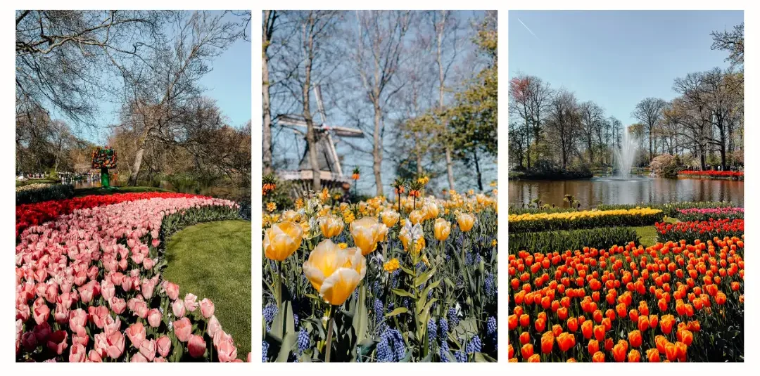 3 photos from inside the Keukenhof Gardens including yellow flowers photographed with a large windmill behind them, a large lake with a fountain in the middle with orange, yellow and red tulips surrounding it and rows of pink and red tulips sitting at the base of trees.