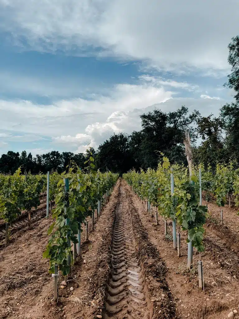 Grape vineyards in the St. Emilion region outside of Bordeaux 