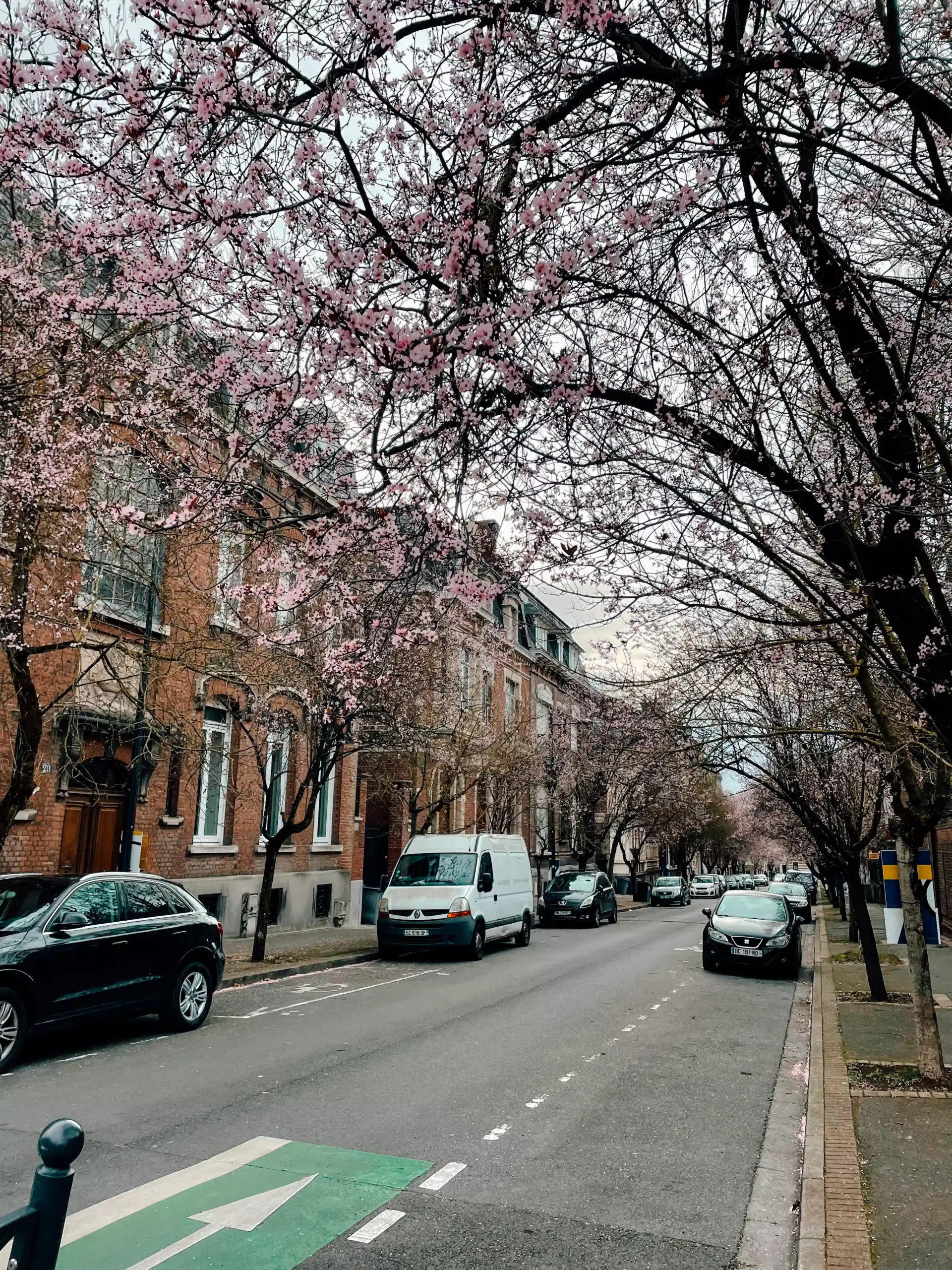 A residential street in France in the spring time with colour trees lining the street and several cars parked