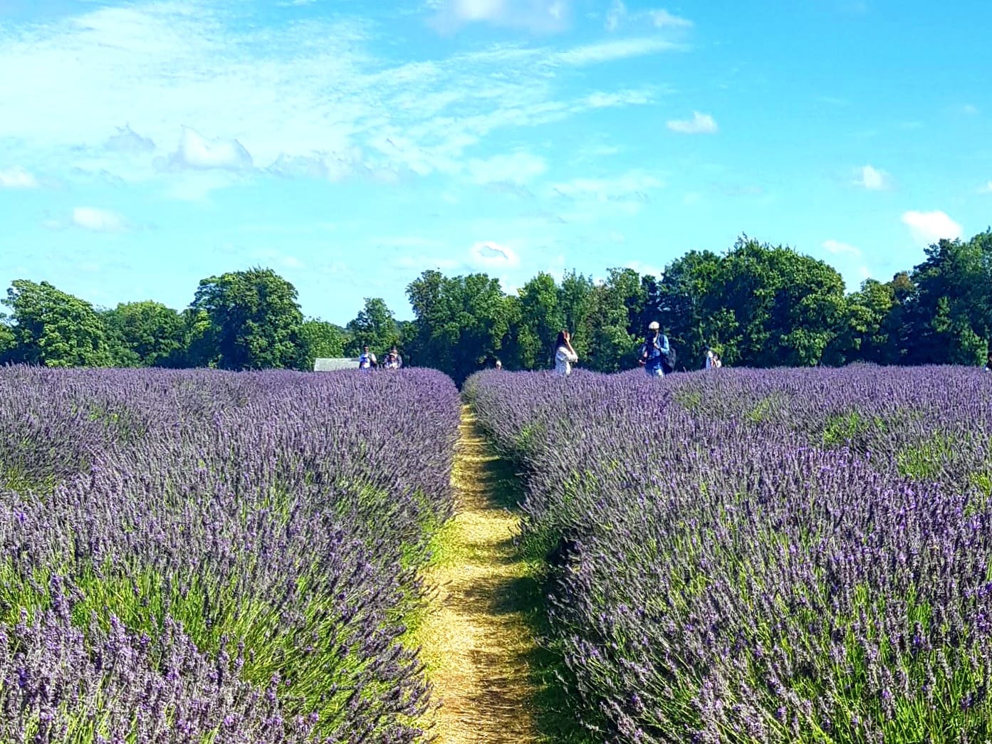 People stand in the distance inside purple rows of lavender in Provence 