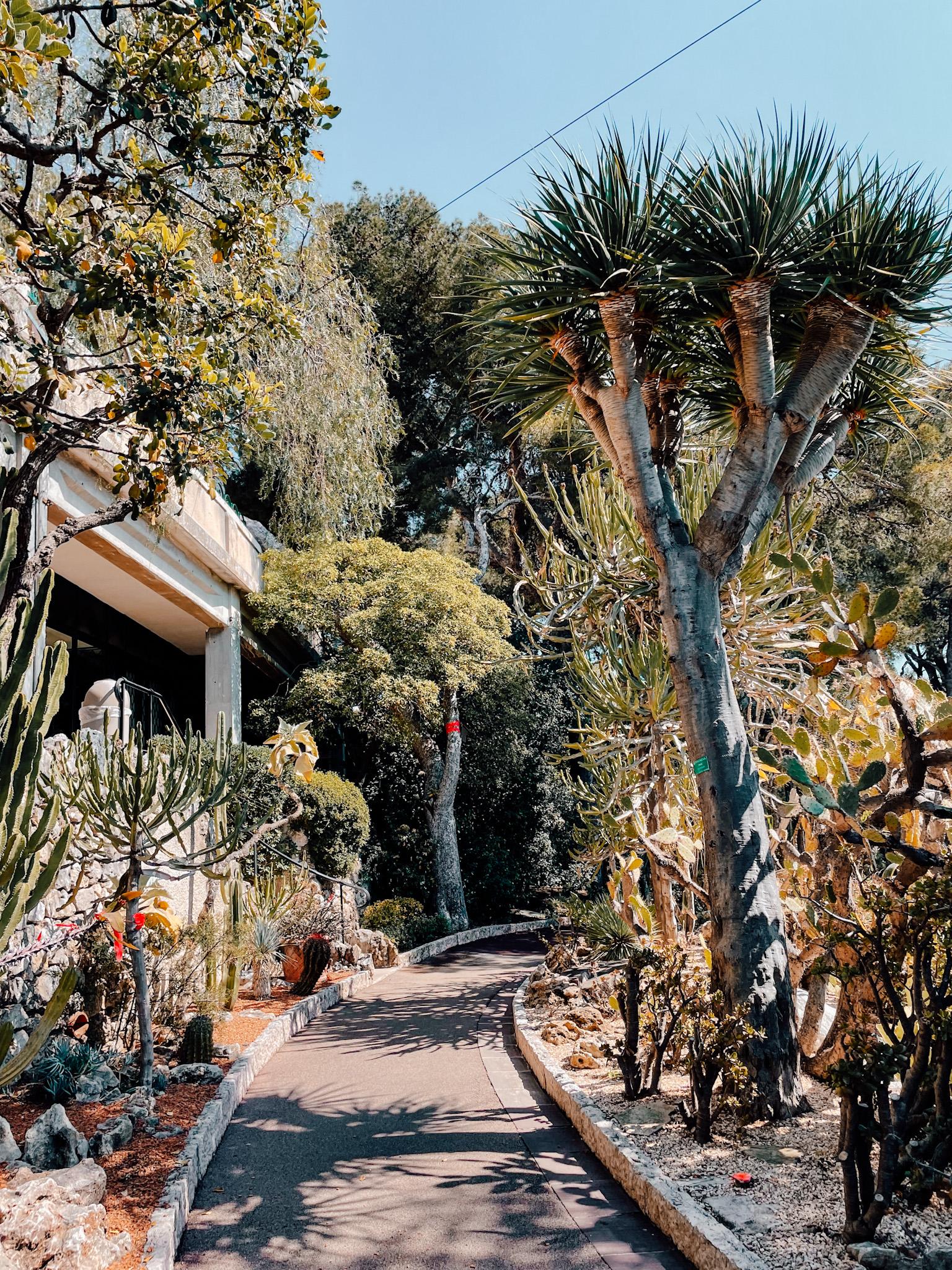 A winding road leading through some exotic plants in Monaco City 