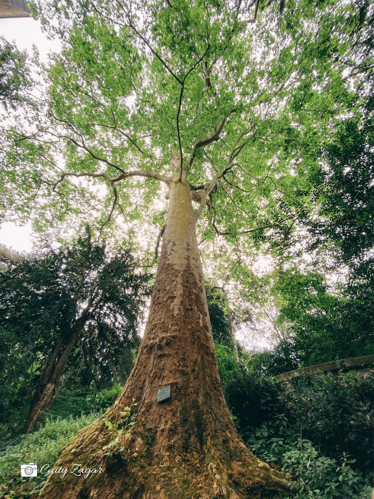 a large tree inside the Jardin des Plantes in Paris