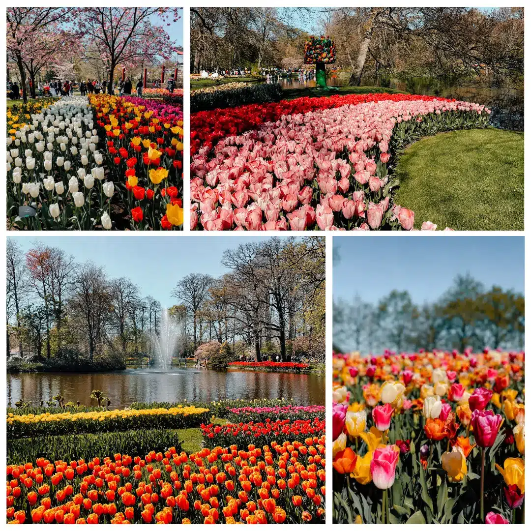 Rows and rows of some of the most colourful tulips from the Dutch countryside - only a quick bus ride from Amsterdam 