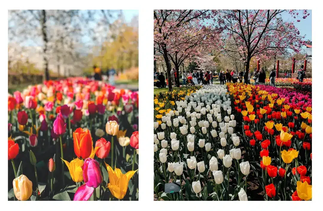 Rows and rows of colourful tulips in peak bloom during the Amsterdam tulip festival on a bright sunny day