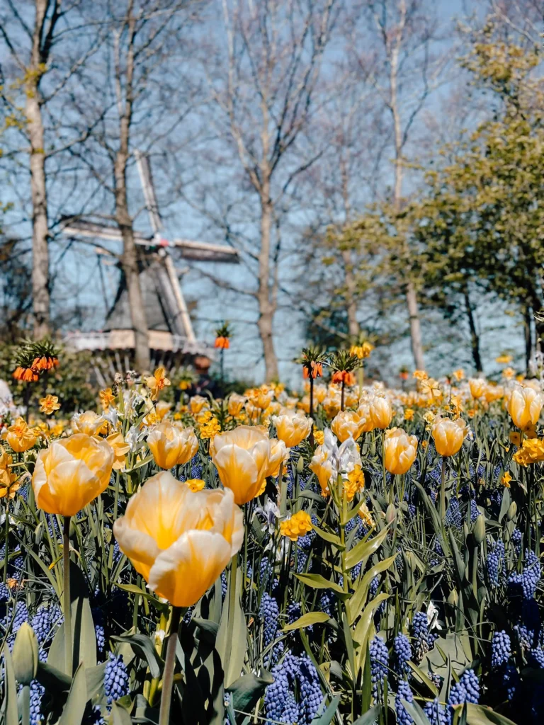 The colourful flowers blooming in the Netherlands with a picturesque windmill behind